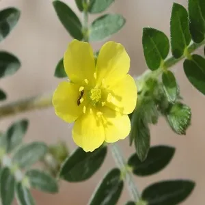 100+ Great பூக்கள் Flowers Name In Tamil List With Pictures 72 Tribulus Terrestris
