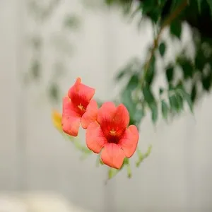 Traditional 50+ Japanese Flower Names List In the English 29 Trumpet Creeper