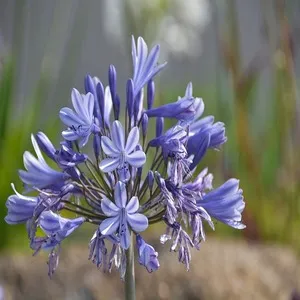 Tuberose