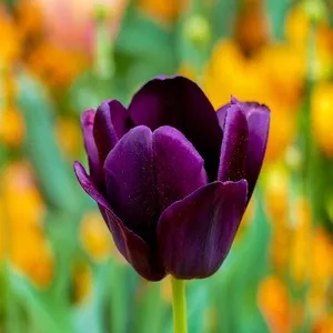 Tulip Flowers