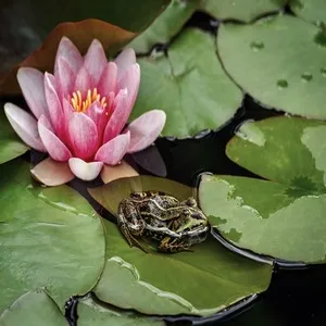 100 Flowers Name In Hindi And English With Images - फ्लावर्स नेम 147 Water Lilies Flower