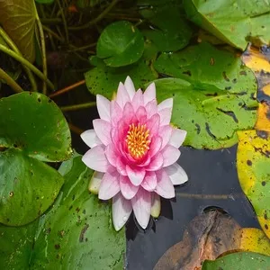 Water lily