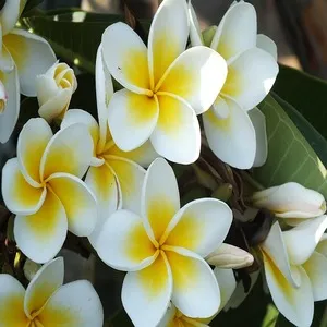 Flower White Frangipani