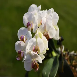 100+ Great பூக்கள் Flowers Name In Tamil List With Pictures 29 White orchid