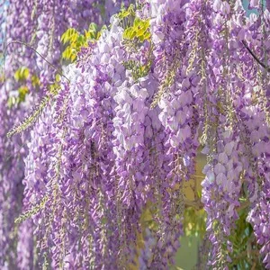 Traditional 50+ Japanese Flower Names List In the English 20 Wisteria