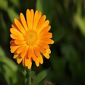 100 Flowers Name In Hindi And English With Images - फ्लावर्स नेम 92 Yellow Marigold Flower