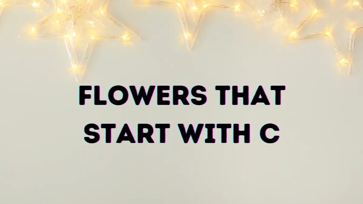 Glamorous 16+ Flowers That Start With C With Pictures 1 Flowers that start with C