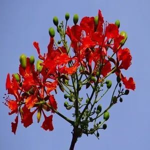 100 Flowers Name In Hindi And English With Images - फ्लावर्स नेम 141 Gulmohar indian Flower