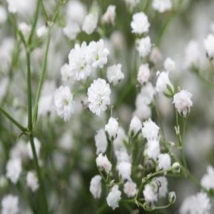 Babys Breath