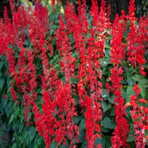 Sage Salvia