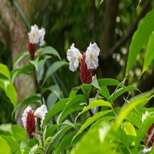 Crepe Ginger costus