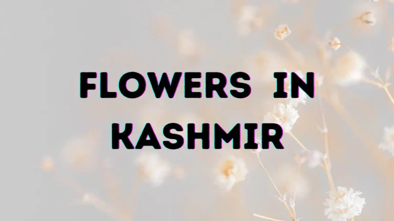 Flowers in Kashmir