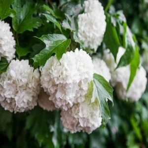 70+ Famous Flowers In Kashmir To English With Pictures 22 Guelder Rose