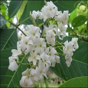 70+ Famous Flowers In Kashmir To English With Pictures 18 Indrajao Flower