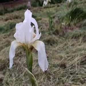 70+ Famous Flowers In Kashmir To English With Pictures 23 Kashmiri Iris