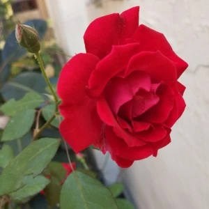 70+ Famous Flowers In Kashmir To English With Pictures 16 Kashmiri Rose Flower