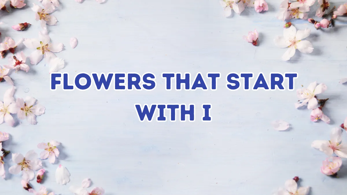20+ Inspiring Flowers Starting With I With Pictures 1 Flowers Starting With I