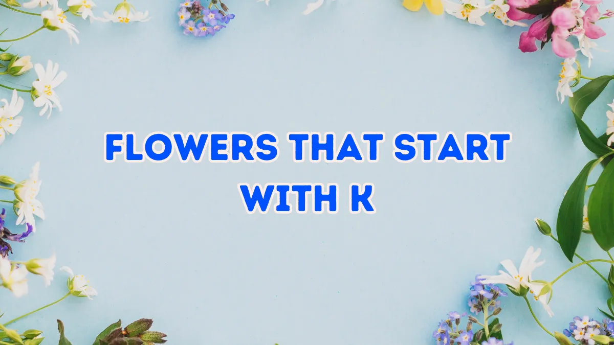 17+ Amazing Flowers that start with K With Pictures 1 Flowers that Start with K