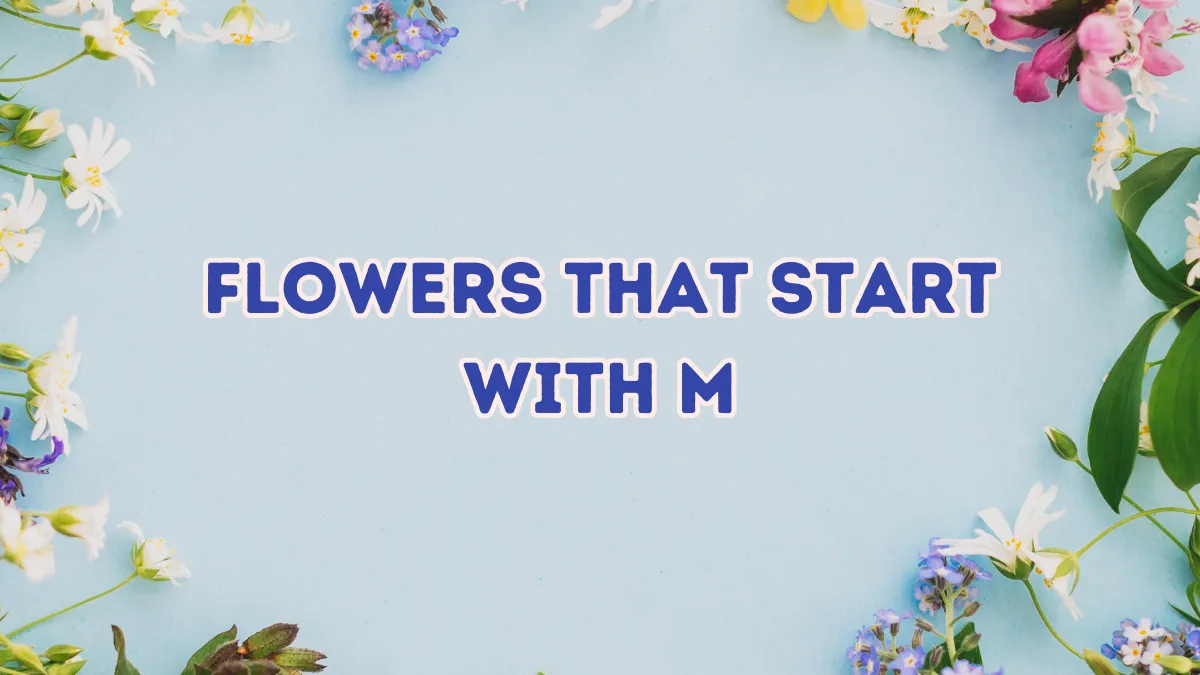 25+ Magnificent Flowers that Start with M With Picture 1 Flowers that Start with M