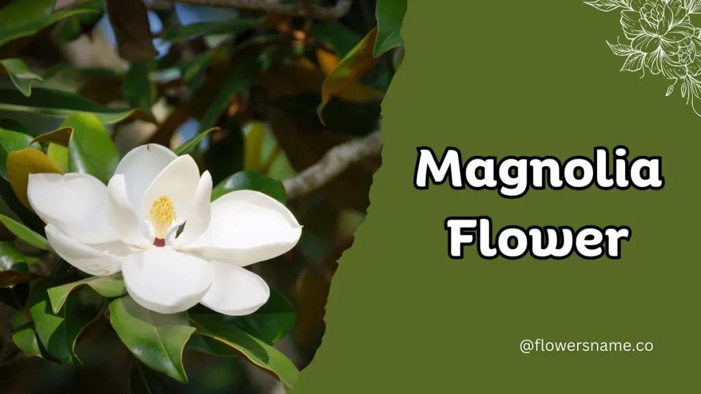 25+ Magnificent Flowers that Start with M With Picture 3 Magnolia