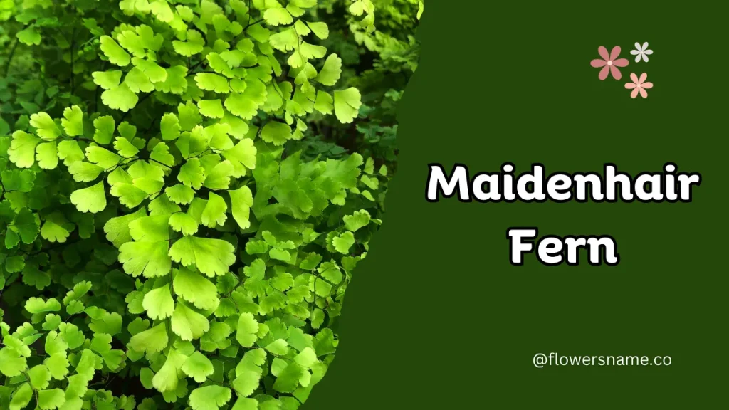 25+ Magnificent Flowers that Start with M With Picture 26 Maidenhair Fern