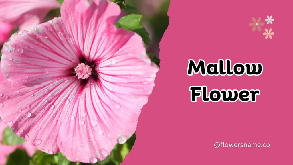 25+ Magnificent Flowers that Start with M With Picture 14 Mallow