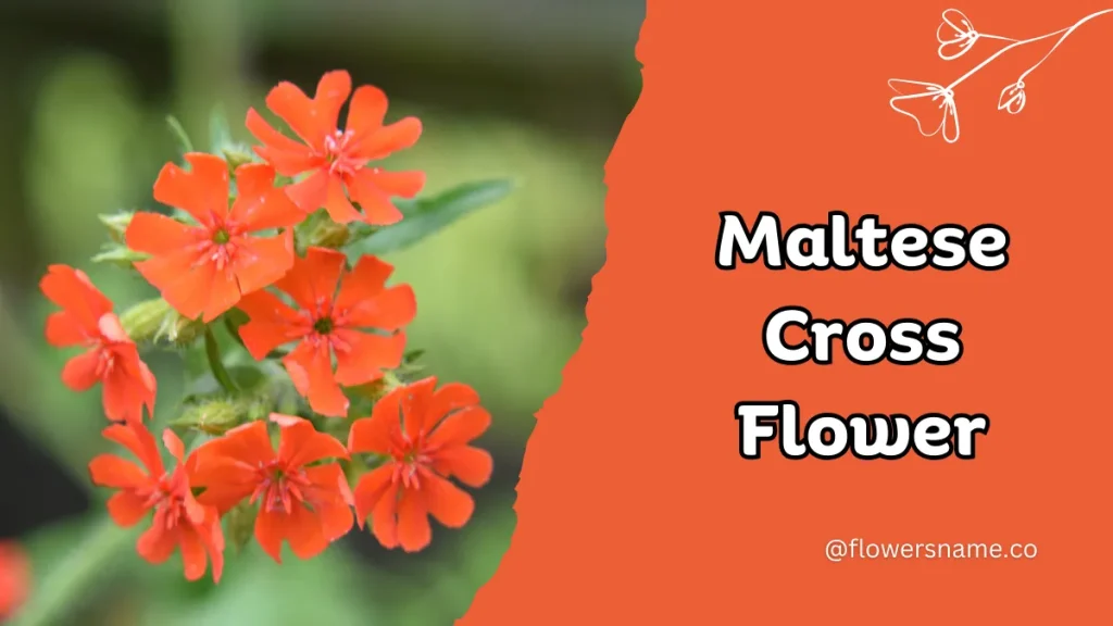 25+ Magnificent Flowers that Start with M With Picture 8 Maltese Cross