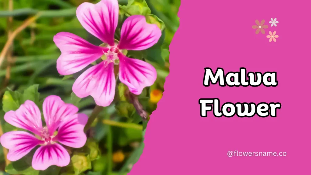25+ Magnificent Flowers that Start with M With Picture 22 Malva