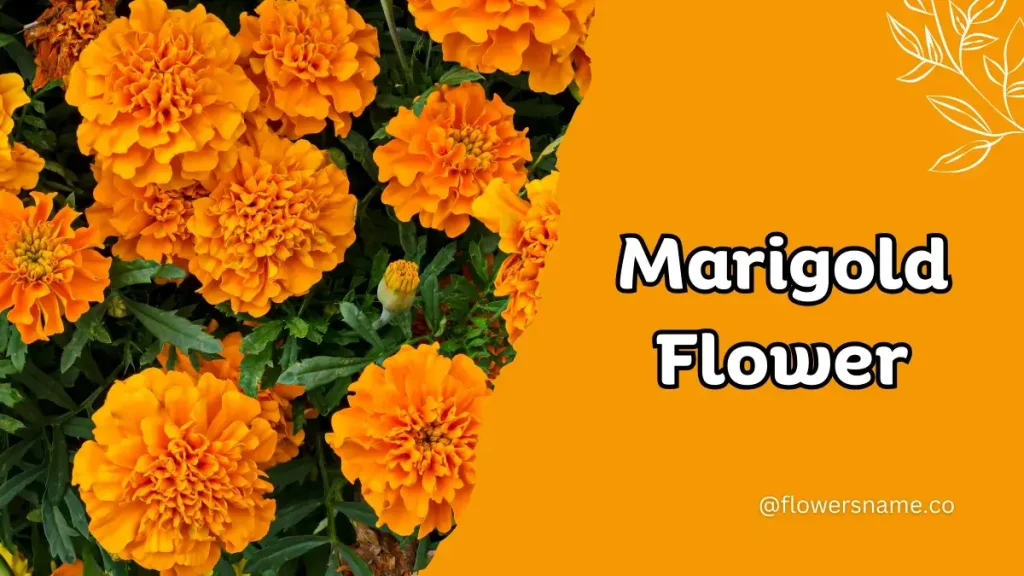 25+ Magnificent Flowers that Start with M With Picture 2 Marigold