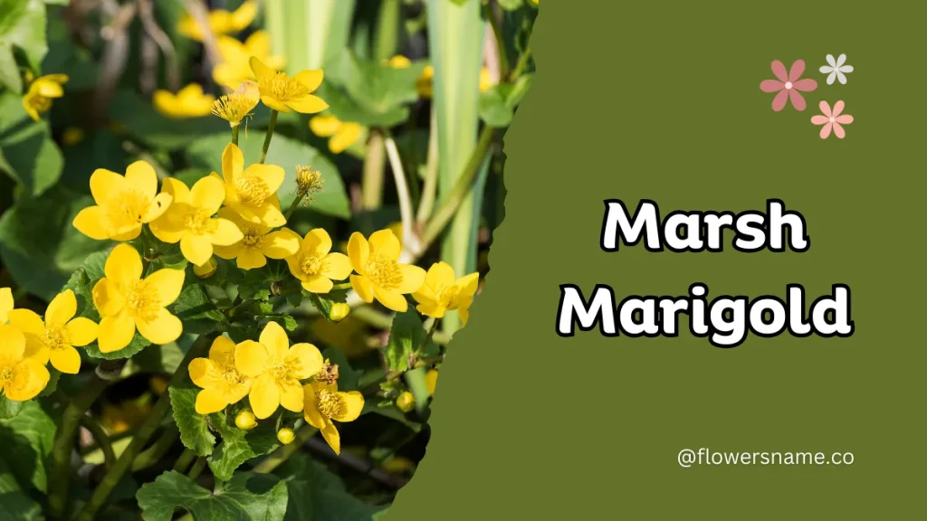 25+ Magnificent Flowers that Start with M With Picture 12 Marsh Marigold