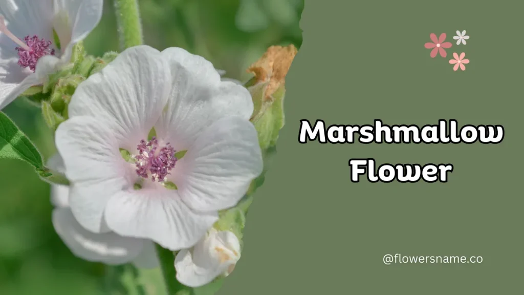25+ Magnificent Flowers that Start with M With Picture 21 Marshmallow