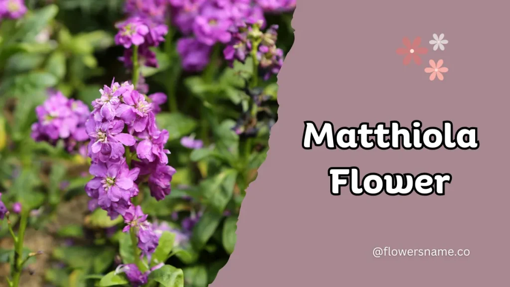 25+ Magnificent Flowers that Start with M With Picture 13 Matthiola