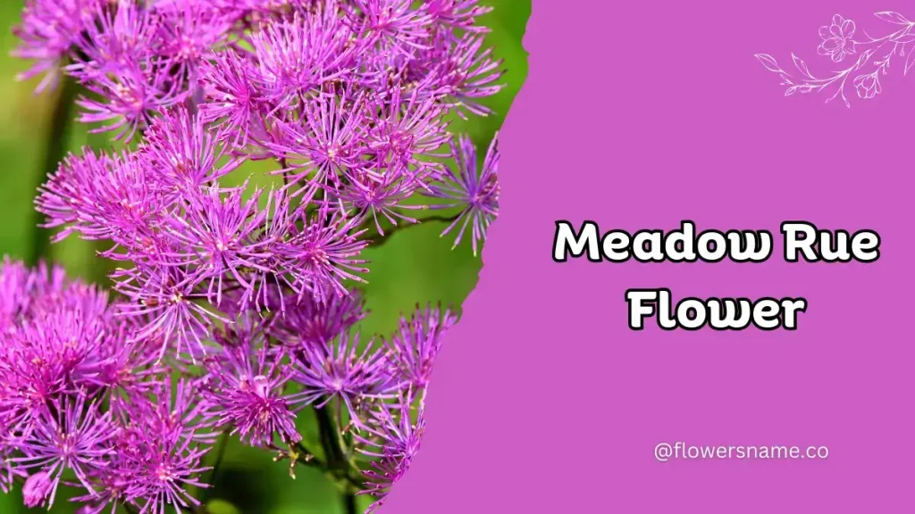 25+ Magnificent Flowers that Start with M With Picture 11 Meadow Rue