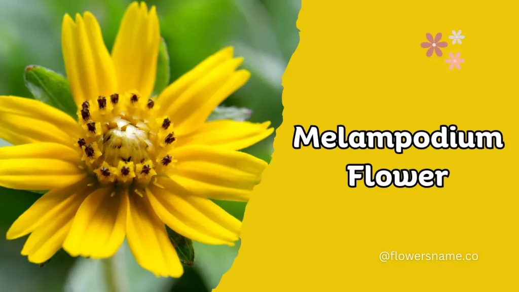 25+ Magnificent Flowers that Start with M With Picture 20 Melampodium