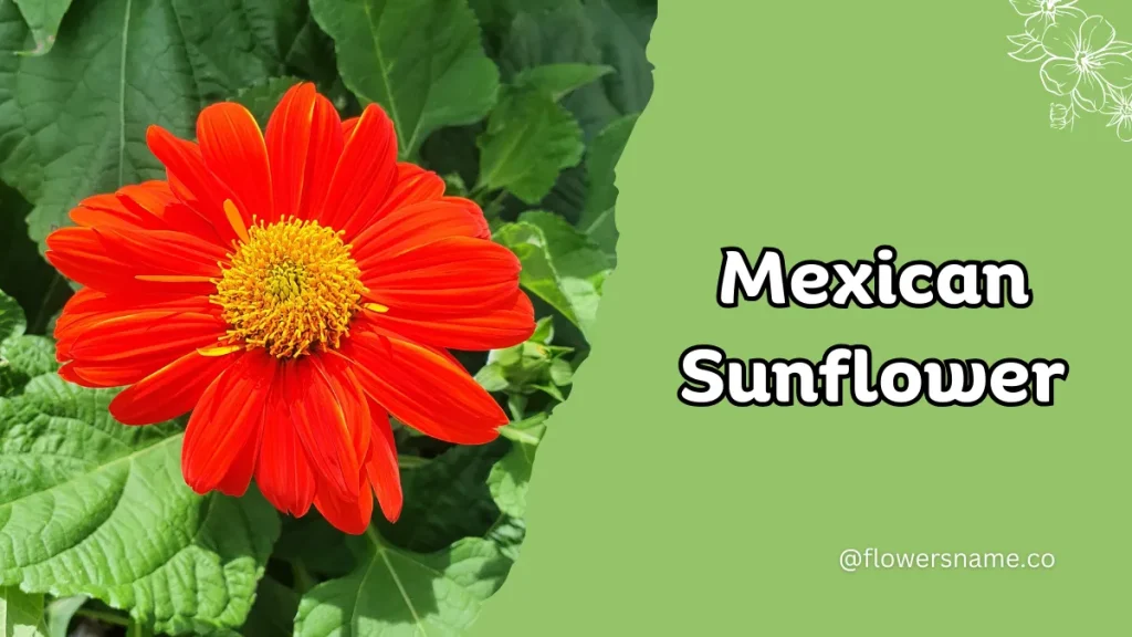 25+ Magnificent Flowers that Start with M With Picture 10 Mexican Sunflower