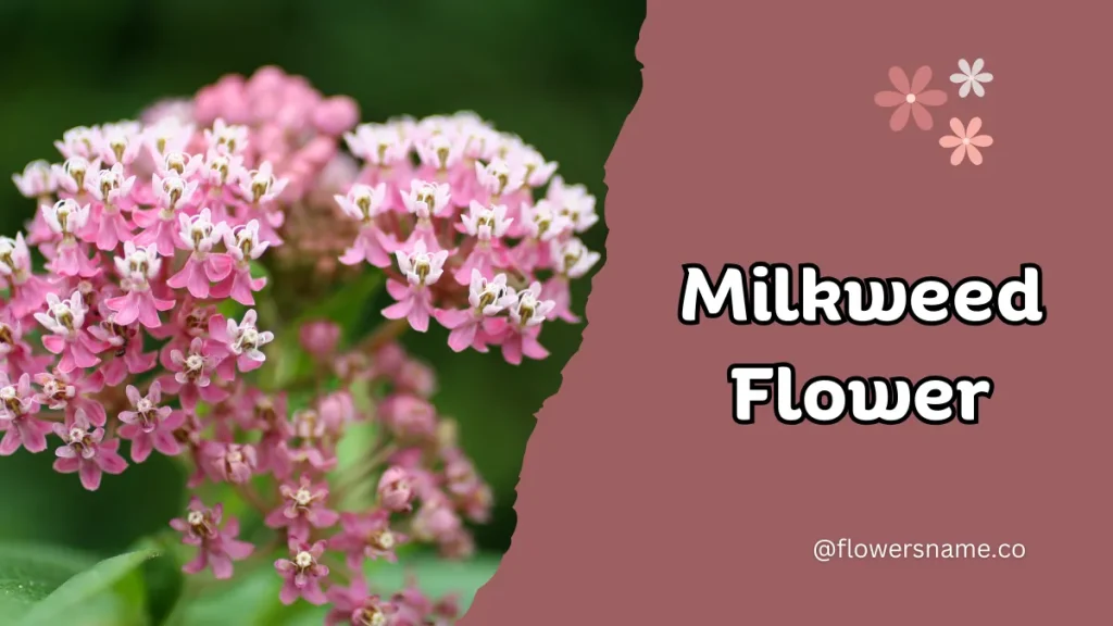 25+ Magnificent Flowers that Start with M With Picture 16 Milkweed