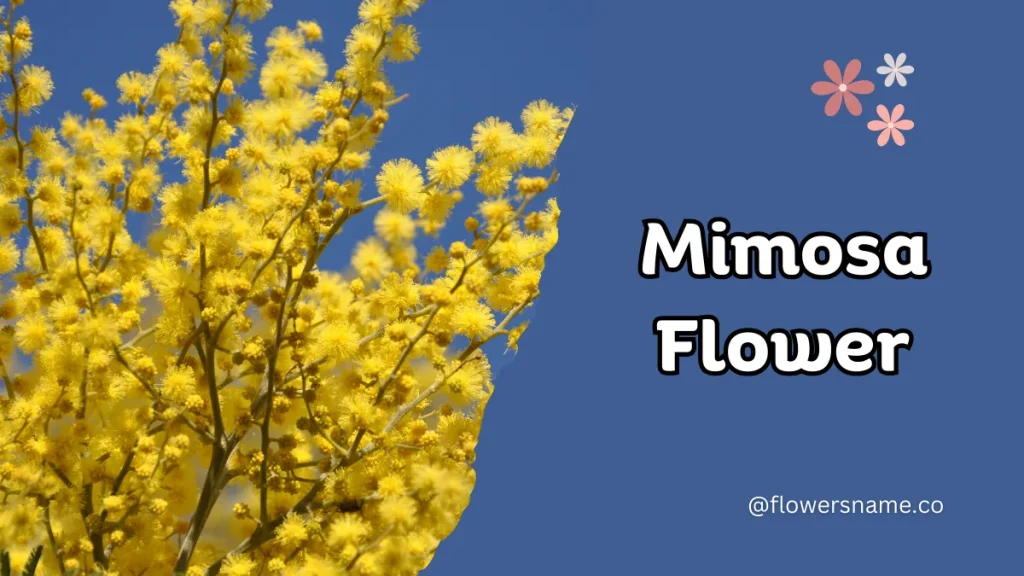 25+ Magnificent Flowers that Start with M With Picture 15 Mimosa
