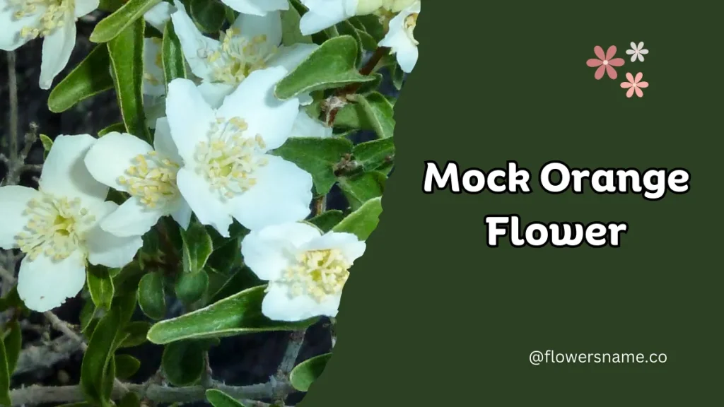 25+ Magnificent Flowers that Start with M With Picture 25 Mock Orange