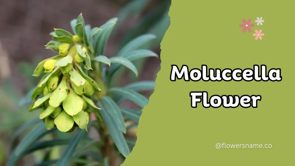 25+ Magnificent Flowers that Start with M With Picture 23 Moluccella