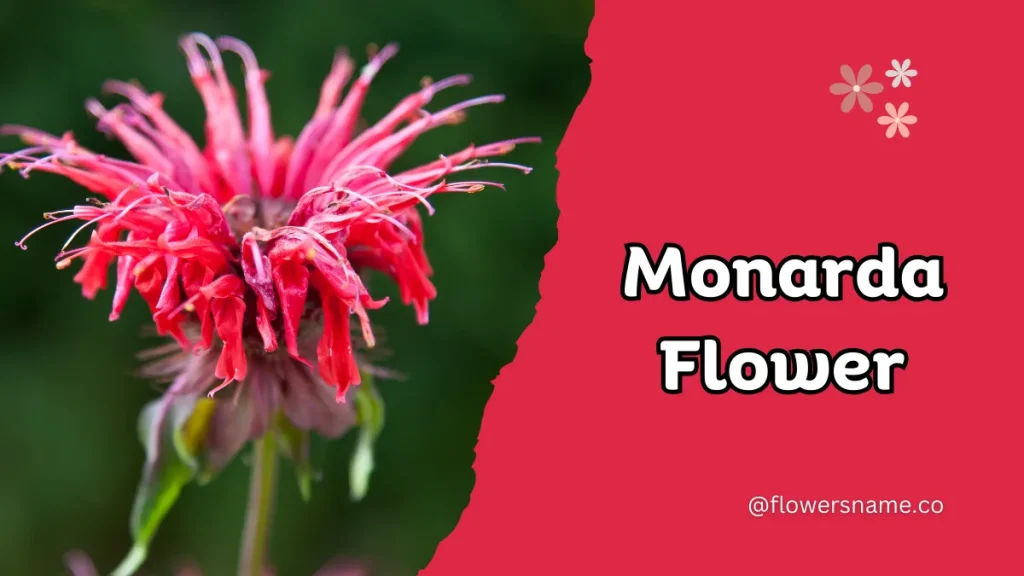 25+ Magnificent Flowers that Start with M With Picture 19 Monarda