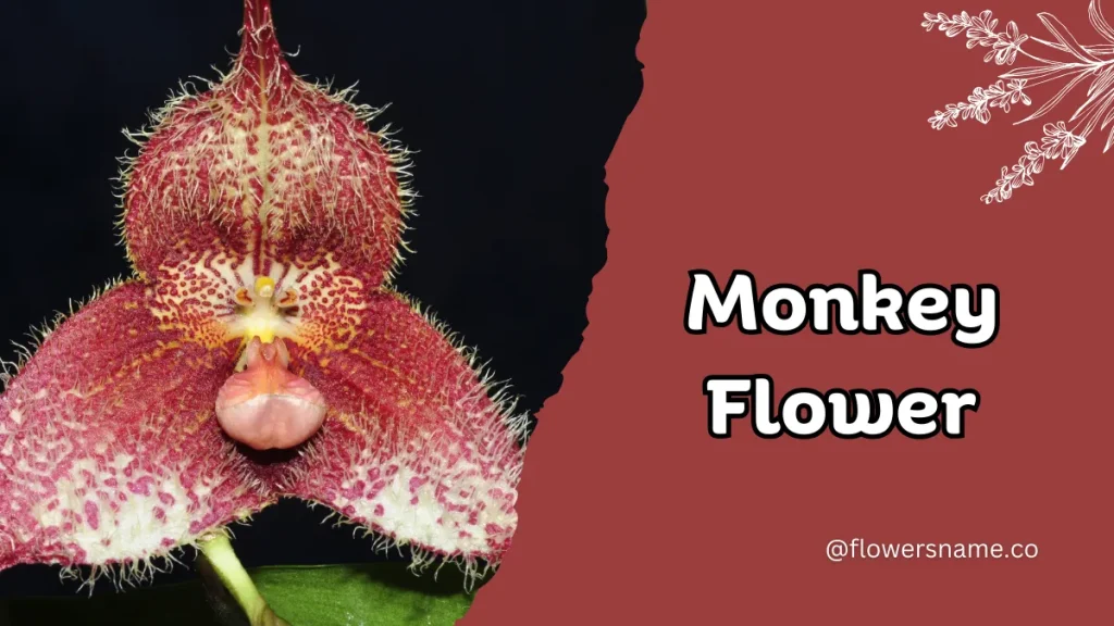 25+ Magnificent Flowers that Start with M With Picture 6 Monkey Flower