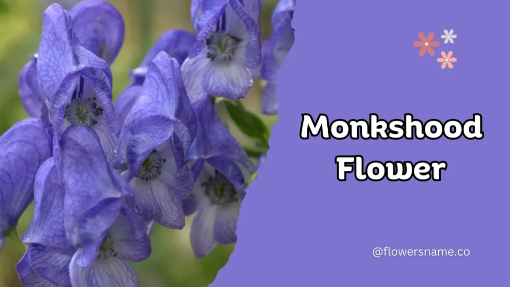 25+ Magnificent Flowers that Start with M With Picture 18 Monkshood