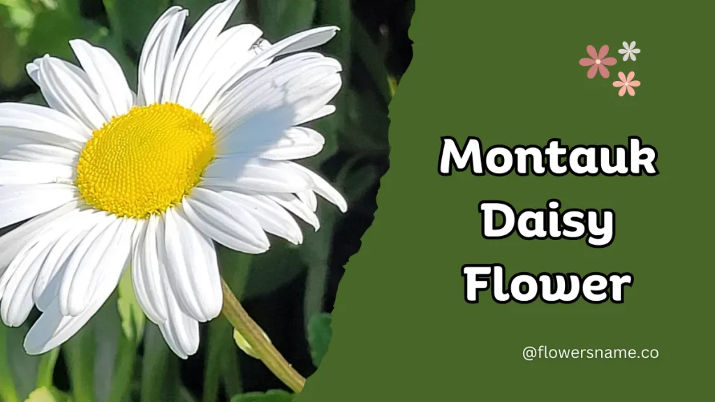 25+ Magnificent Flowers that Start with M With Picture 24 Montauk Daisy