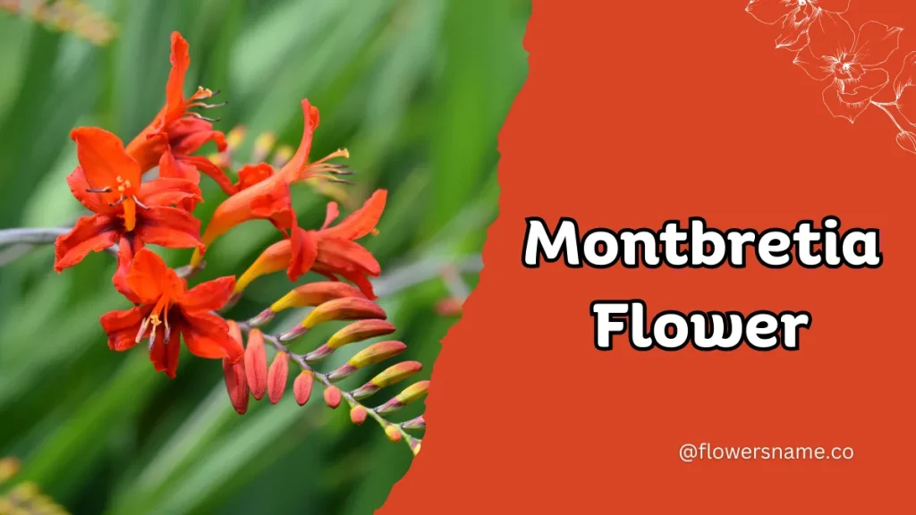 25+ Magnificent Flowers that Start with M With Picture 7 Montbretia