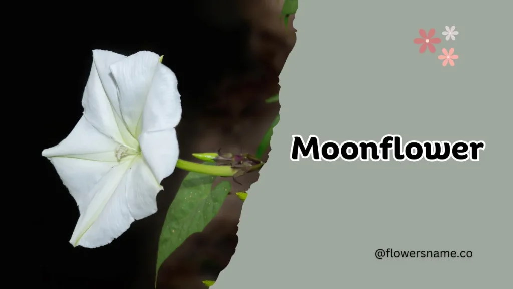 25+ Magnificent Flowers that Start with M With Picture 17 Moonflower