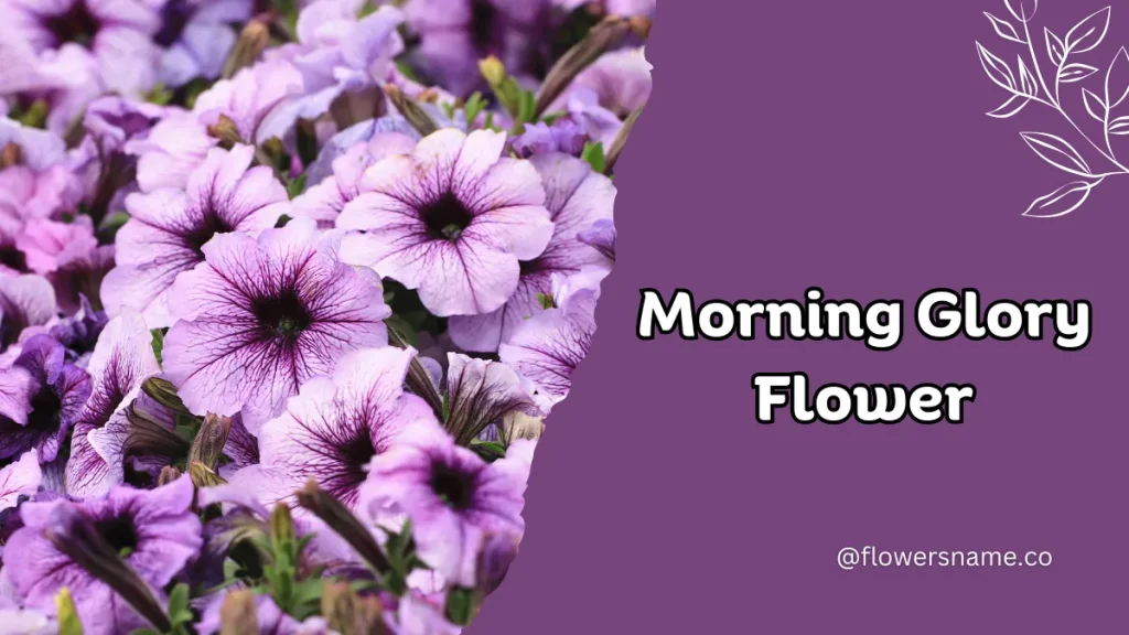 25+ Magnificent Flowers that Start with M With Picture 4 Morning Glory
