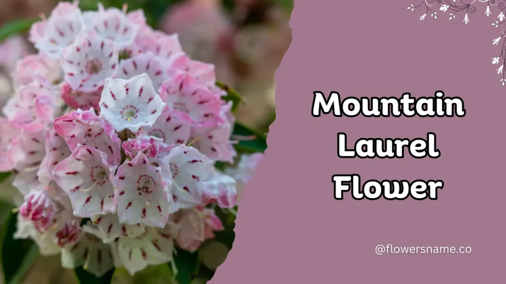 25+ Magnificent Flowers that Start with M With Picture 9 Mountain Laurel