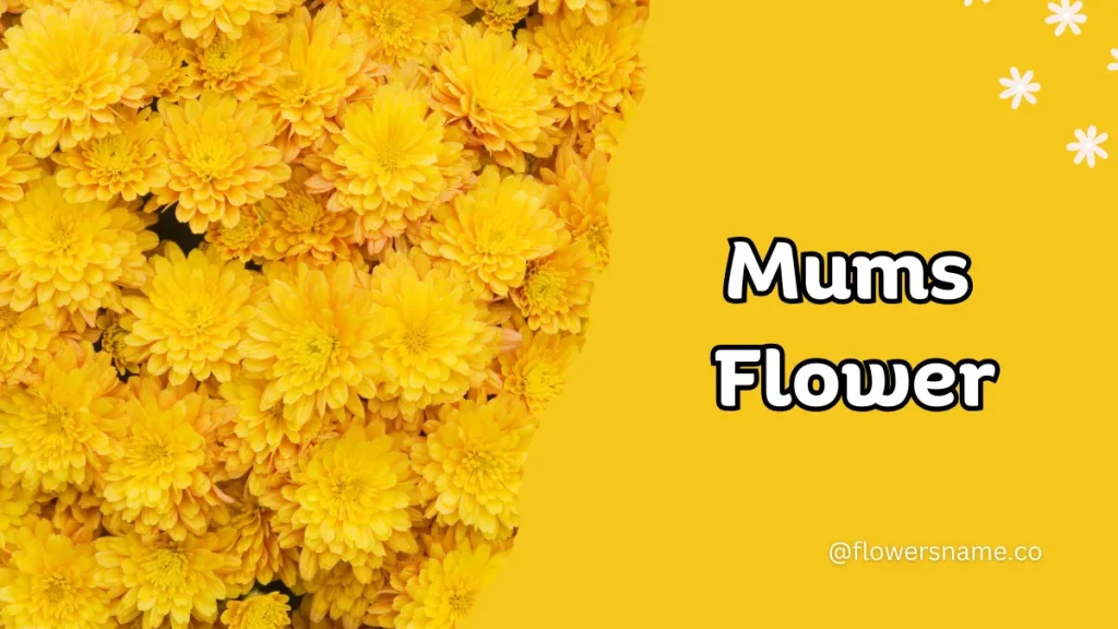 25+ Magnificent Flowers that Start with M With Picture 5 Mums