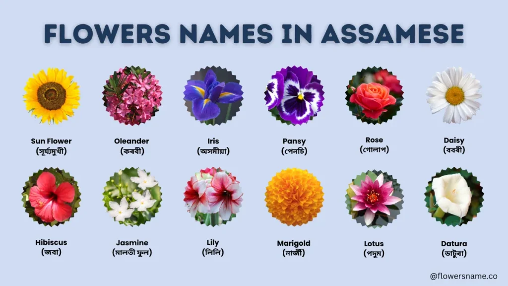 Flowers Name in Assamese And English Language With Pictures - অসমীয়া ফুলৰ নাম 1 Flowers Names in Assamese and English