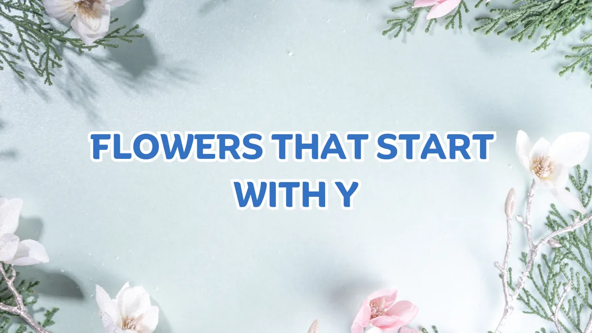19+ Beautiful Flowers that Start with Y With Pictures